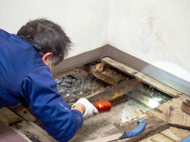 Best Industrial Mold Remediation in Eastland, TX