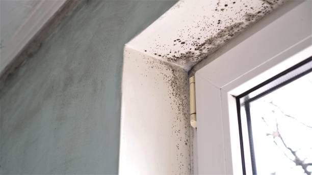 Trusted Eastland, TX Mold Remediation Experts