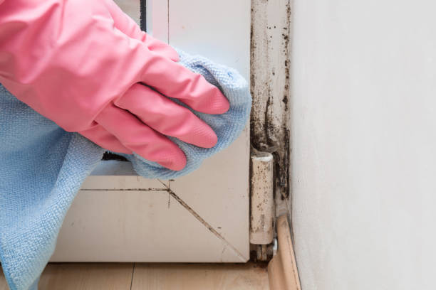 Best Attic Mold Remediation in Eastland, TX